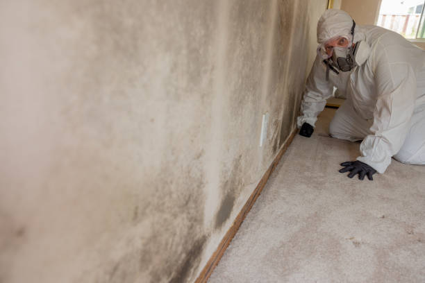 Mold Removal for HVAC Installations